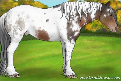 Horse Color:White Spotted Brown Tobiano Appaloosa 