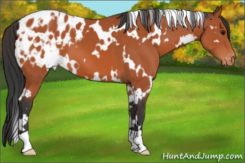 Horse Color:White Spotted Bay Appaloosa 