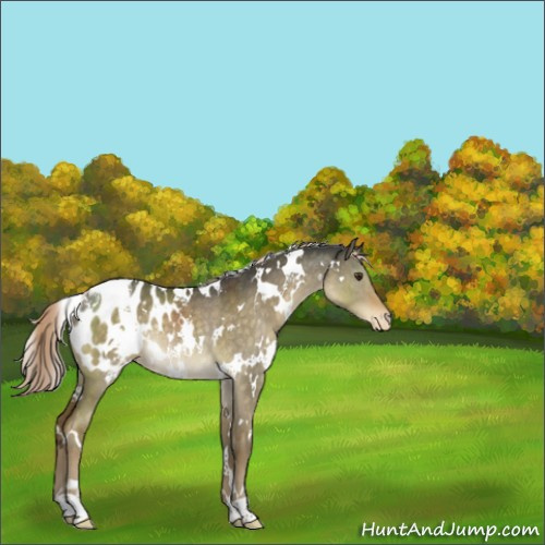 Horse Color:White Spotted Chocolate Palomino Dun Blanket Rabicano
