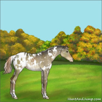 Horse Color:White Spotted Chocolate Palomino Dun Blanket Rabicano