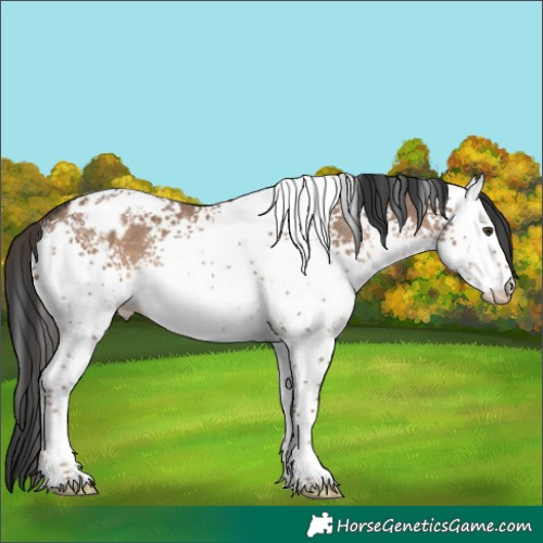 Horse Color:White Spotted Liver Red Dun Appaloosa 