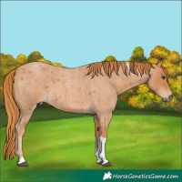 Horse Color:Red Roan Tobiano 