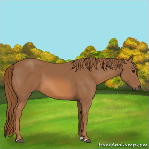 Horse Color:Chestnut 