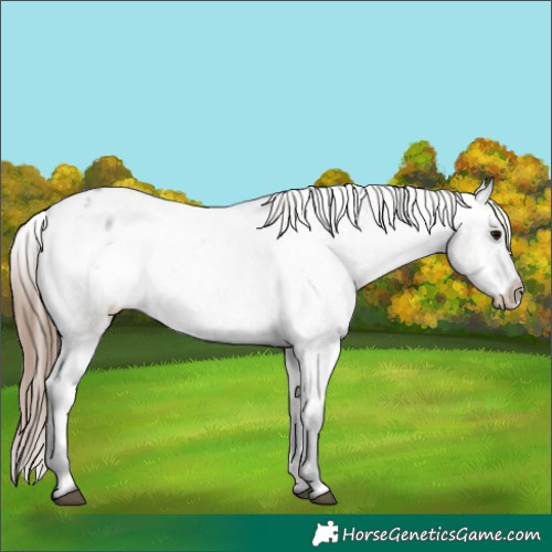Horse Color:Grullo Roan Appaloosa 
