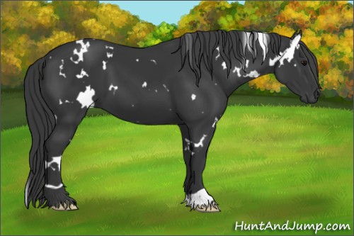 Horse Color:White Spotted Black