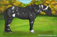 Horse Color:White Spotted Black