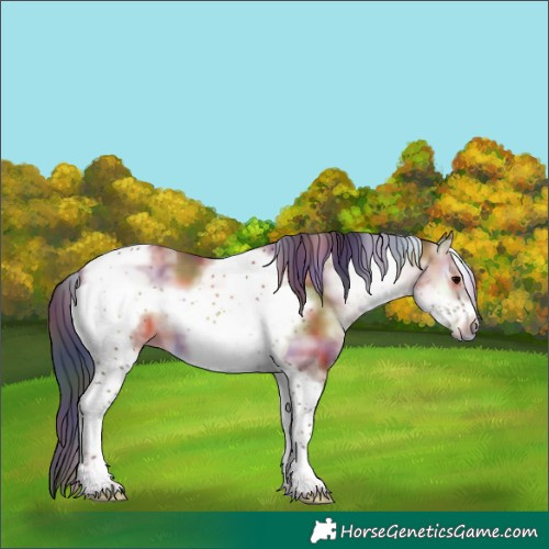 Horse Color:Nacre White Spotted Bay Onyx Tobiano Frame