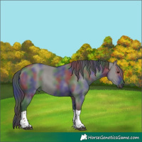 Horse Color:Nacre Grullo Sabino Tobiano Rabicano 