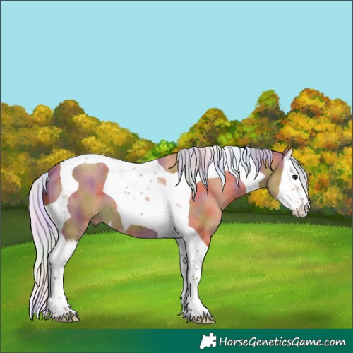 Horse Color:Nacre Silver Bay Roan Splash Tobiano 