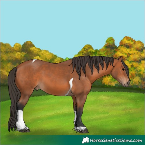 Horse Color:Bay Tobiano 