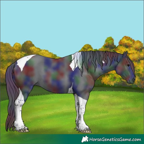 Horse Color:Nacre Black Tobiano