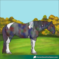 Horse Color:Nacre Black Tobiano 