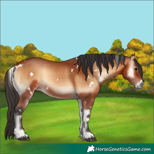Horse Color:White Spotted Bay Onyx
