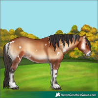 Horse Color:White Spotted Bay Onyx 