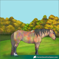 Horse Color:Nacre Buckskin Tobiano 