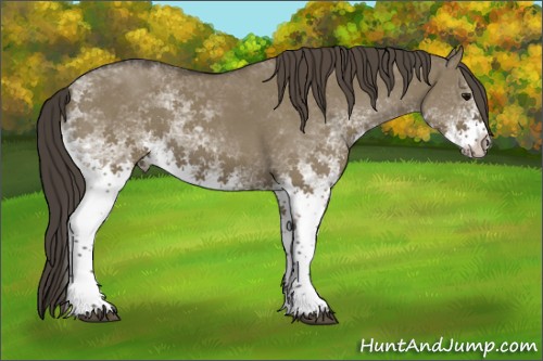 Horse Color:White Spotted Smoky Grullo Sabino 