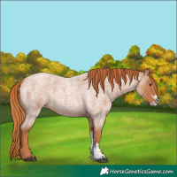 Horse Color:Red Roan Sabino 