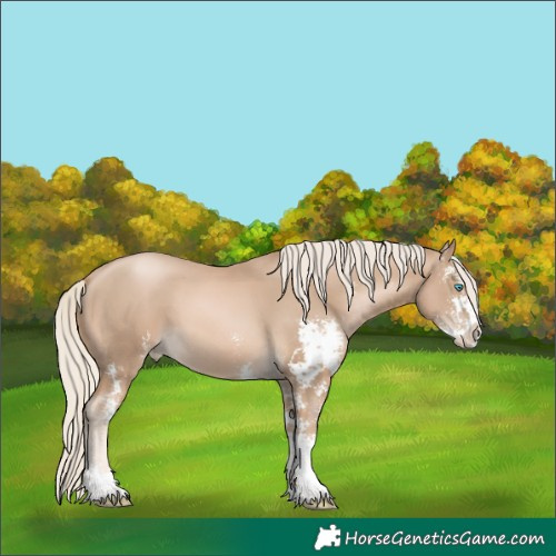 Horse Color:Chocolate Palomino Pearl Sabino 