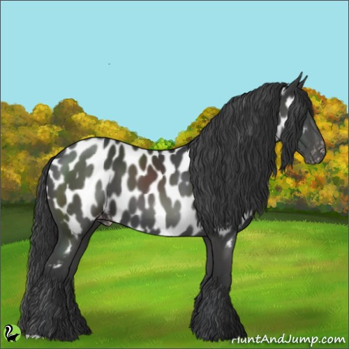 Horse Color:Black Appaloosa 