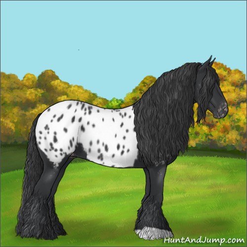 Horse Color:Black Appaloosa 