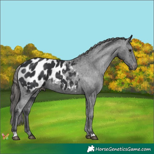 Horse Color:Black Appaloosa 