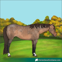 Horse Color:Brown Dun Appaloosa 