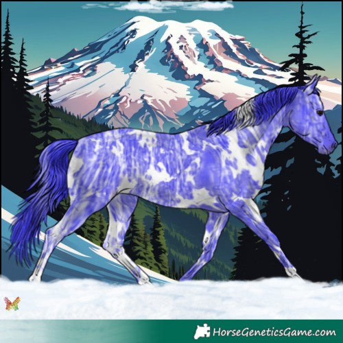 Horse Color:Watercolor White Spotted Black Ice Rabicano 