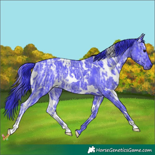 Horse Color:Watercolor White Spotted Black Ice Rabicano 