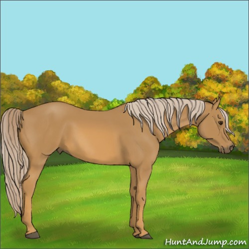 Horse Color:Palomino 