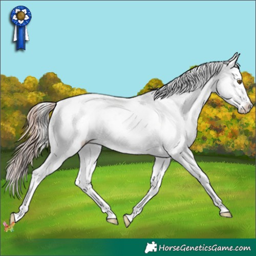 Horse Color:Gold Champagne Ice Onyx Appaloosa Rabicano 