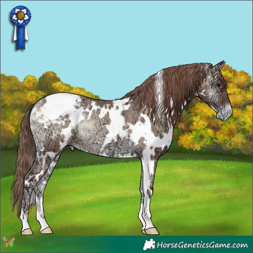 Horse Color:White Spotted Classic Champagne Ice Onyx Appaloosa Rabicano 