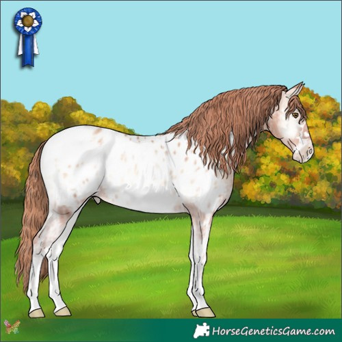 Horse Color:Gold Champagne Ice Onyx Appaloosa Rabicano 