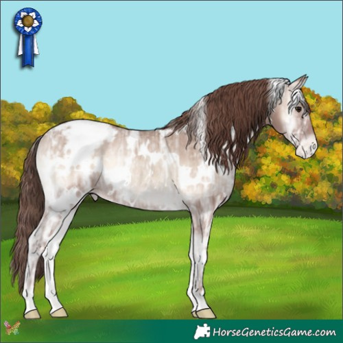 Horse Color:White Spotted Classic Champagne Ice Onyx Appaloosa Rabicano 