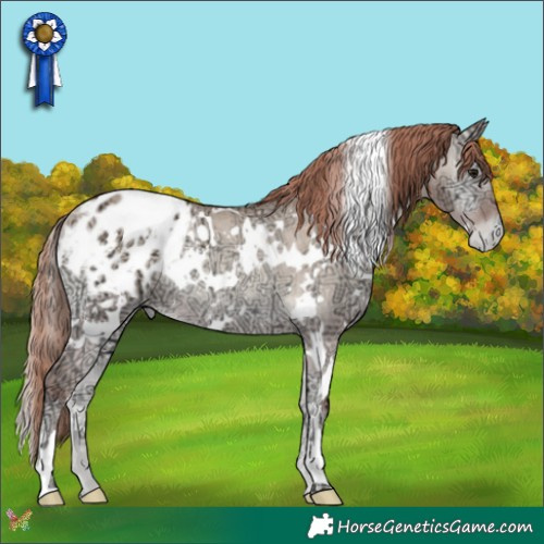 Horse Color:White Spotted Classic Champagne Ice Onyx Appaloosa Rabicano 