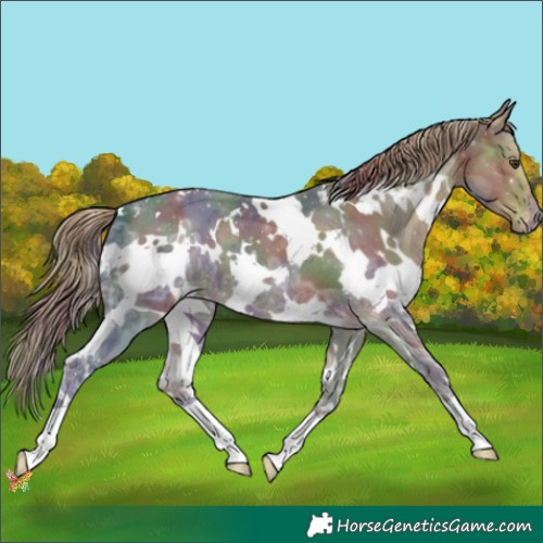 Horse Color:Nacre White Spotted Liver Chestnut Ice Appaloosa 