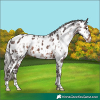 Horse Color:White Spotted Silver Brown Ice Appaloosa 