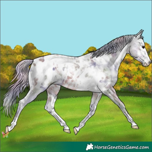 Horse Color:Nacre White Spotted Silver Black Ice Appaloosa 