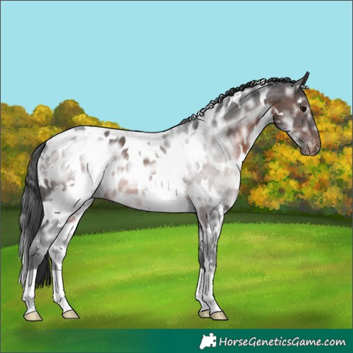 Horse Color:White Spotted Brown Ice Appaloosa 