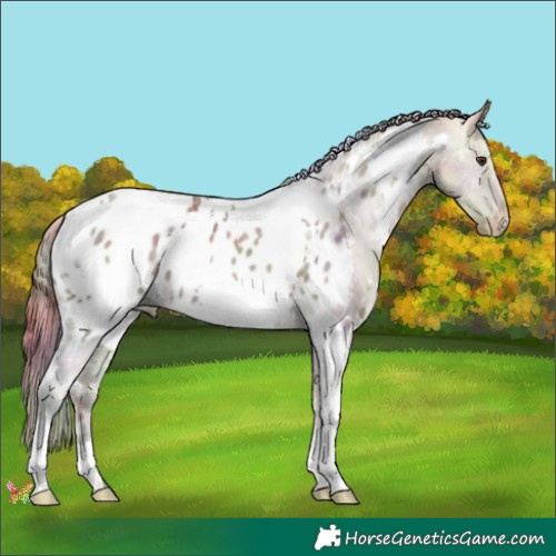 Horse Color:Nacre White Spotted Chestnut Ice Appaloosa 