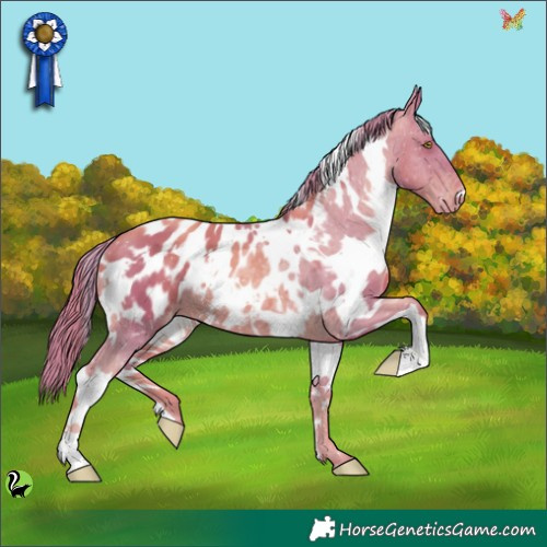 Horse Color:Watercolor White Spotted Gold Champagne Appaloosa 