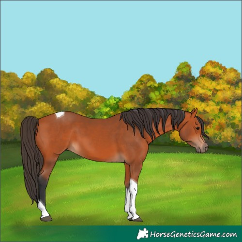 Horse Color:Bay Tobiano