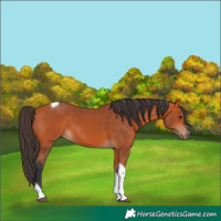 Horse Color:Bay Tobiano 