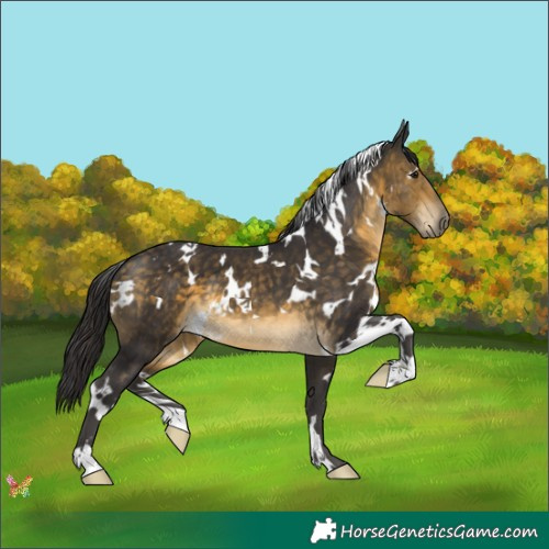 Horse Color:White Spotted Buckskin 