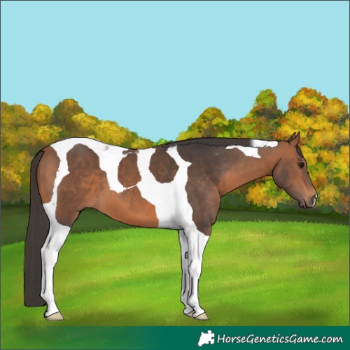 Horse Color:Bay Tobiano 
