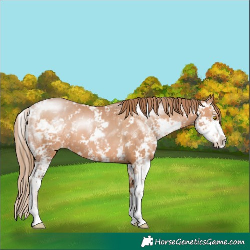 Horse Color:Brown Pearl Sabino 