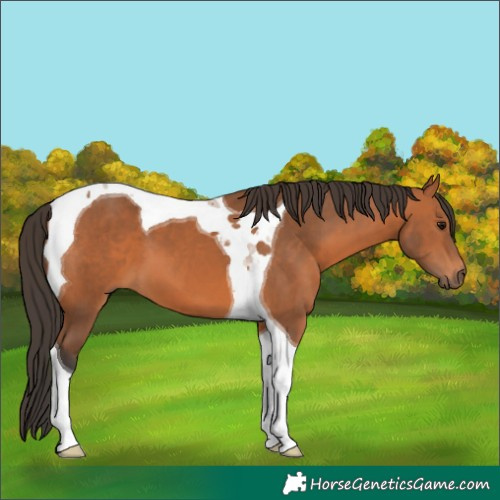 Horse Color:Bay Sabino Tobiano 