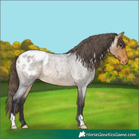Horse Color:Buckskin Roan Appaloosa