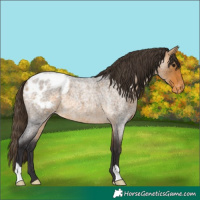 Horse Color:Buckskin Roan Appaloosa 