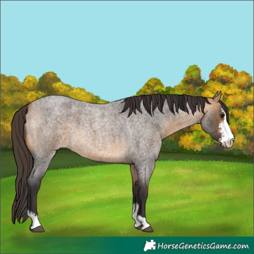 Horse Color:Buckskin Roan Sabino 