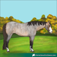 Horse Color:Buckskin Roan Sabino 